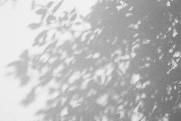 istock abstract of shadows leaf on white wall background. 1065637582