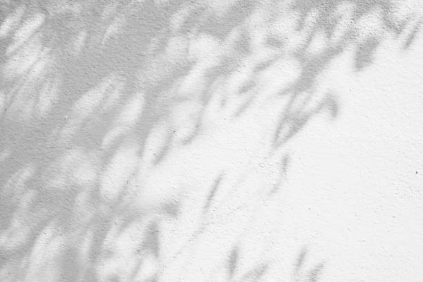 istock abstract of shadows leaf on white wall background. 1065637588