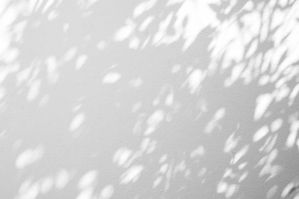 istock abstract of shadows leaf on a white wall background. 1065637660