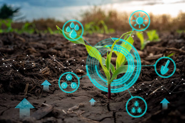 istock Growing young maize seedling in cultivated agricultural farm field with modern technology concepts 1065637672