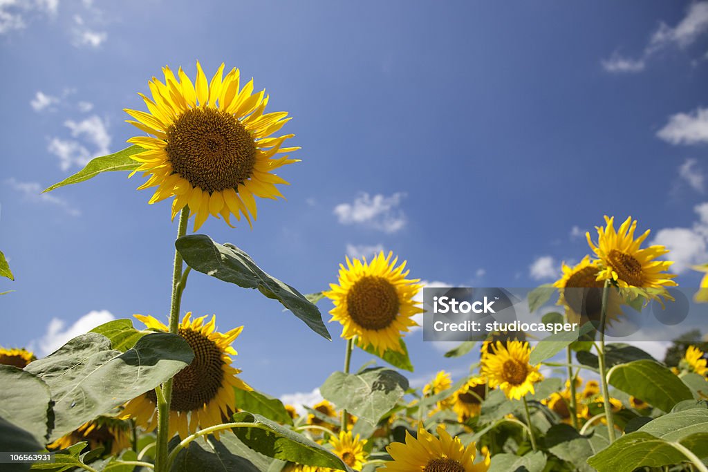 Sunflowers 福島県（日本） - カラー画像のロイヤリティフリーストックフォト