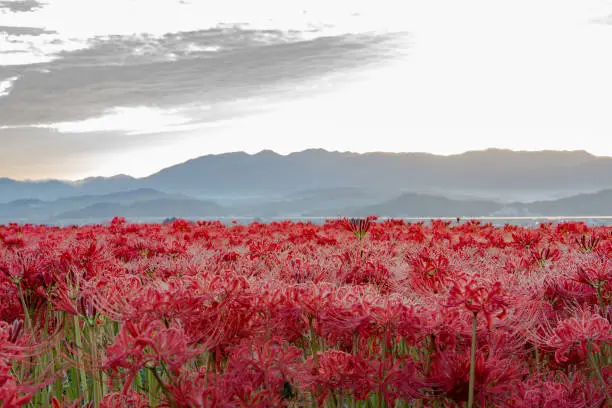 Photo of lots of cluster amaryllis