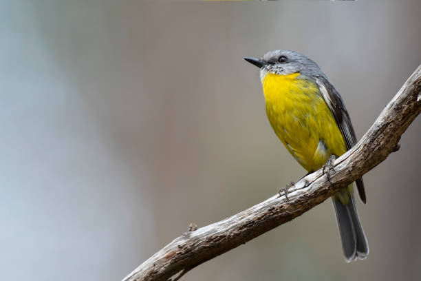 Eastern Yellow Robin (Eopsaltria australis) race 