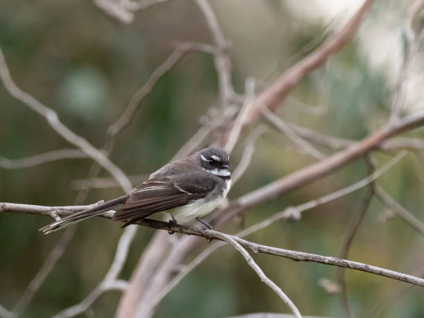 istock Grey Fantail (Rhipidura albiscapa) race 