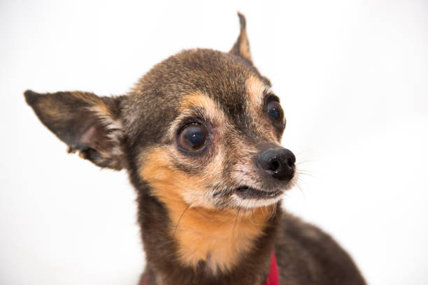 Chihuahua Emotions - Little Attitude stock photo