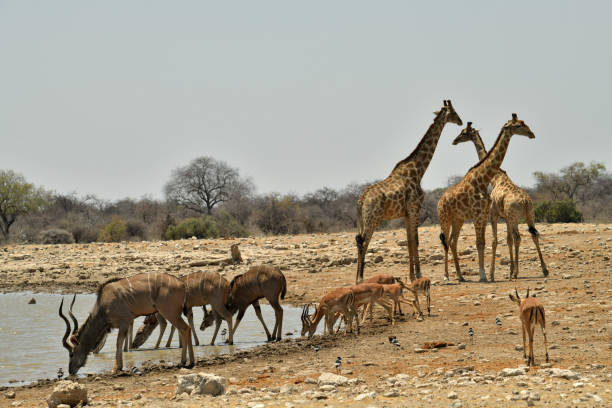 istock Giraffe, Kudu and Black-faced Impala 1065644874