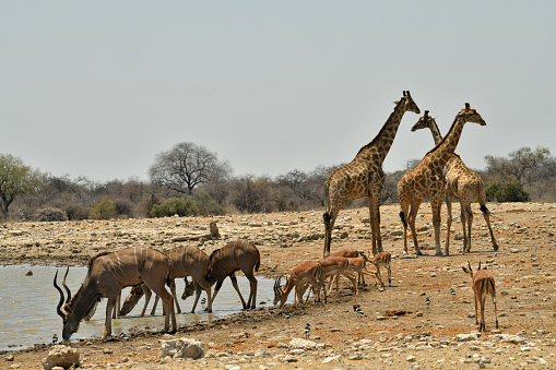 animals  drink at a waterhole in Southern Africa