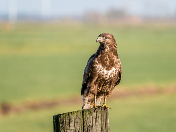 portrait of buzzard, buteo buteo, on wooden pole in farmland, eempolder, netherlands - eurasian buzzard imagens e fotografias de stock