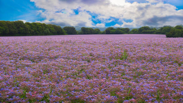 across of borage flowers ready to harvest in the spring under blue cloudy sky