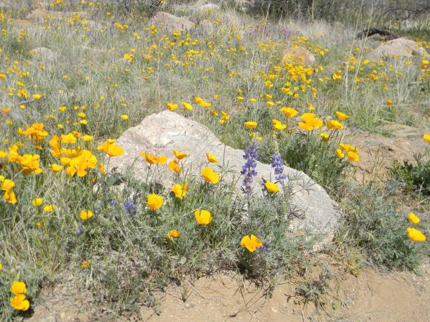 istock Mexican Poppies in Bloom 1065647032