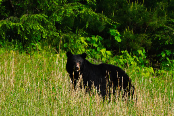 istock Black Bear in Cades Cove 1065649276