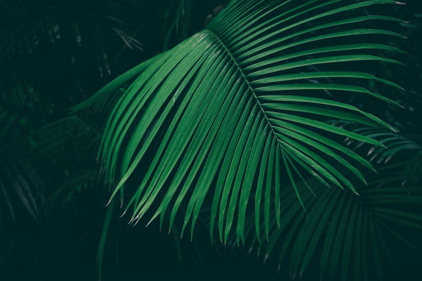 istock tropical palm leaves, nature background 1065649324