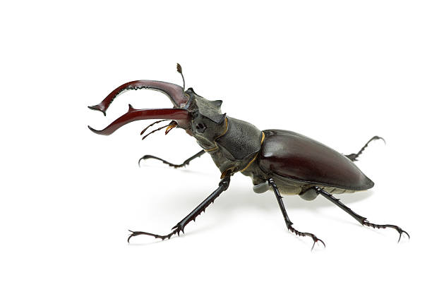 istock Crawling  male stag beetle (Lucanus cervus) 106565054