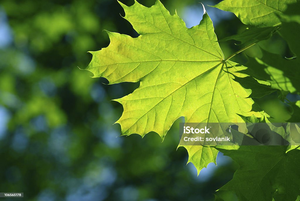 Green maple leaves  Beauty In Nature Stock Photo