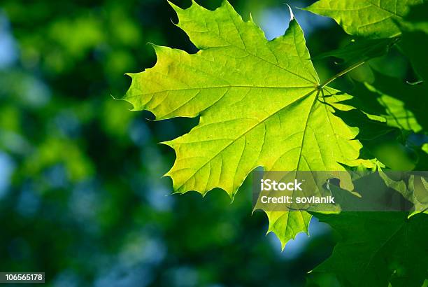 Green Maple Leaves Stock Photo - Download Image Now - Beauty In Nature, Branch - Plant Part, Bright