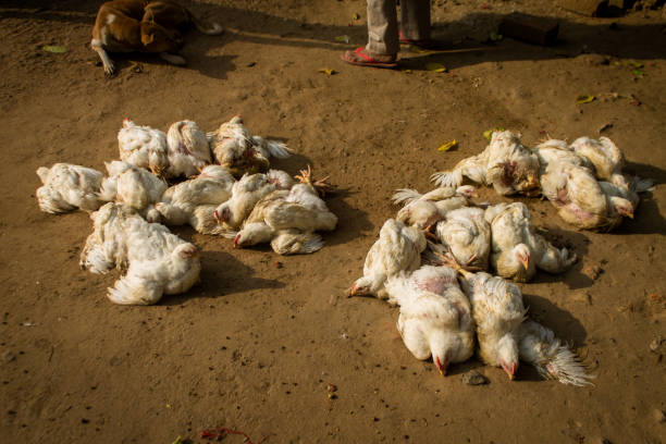 White albino broiler chicken in front of butcher shop. white albino broiler chicken in front of butcher shop in a local Indian rural market. avian flu virus photos stock pictures, royalty-free photos & images