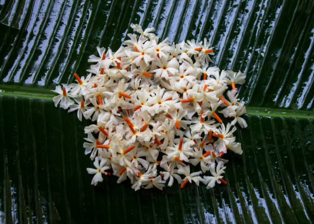nyctanthes arbor-tristis - indian jasmin fotografías e imágenes de stock