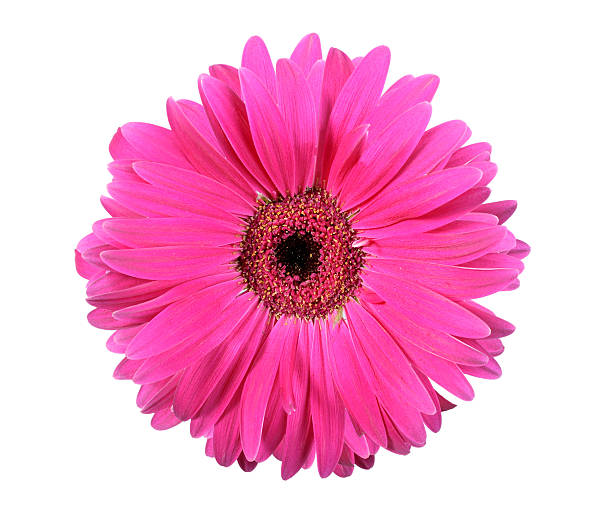 istock One pink flower isolated on white background 106565647