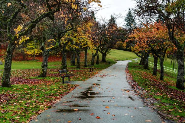 istock cherry trees drop leaves in the rain 1065659318