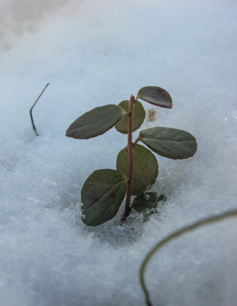 istock green sprout breaking through the snow 1065659348