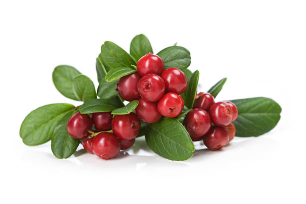 Cranberries on white  cranberry stock pictures, royalty-free photos & images