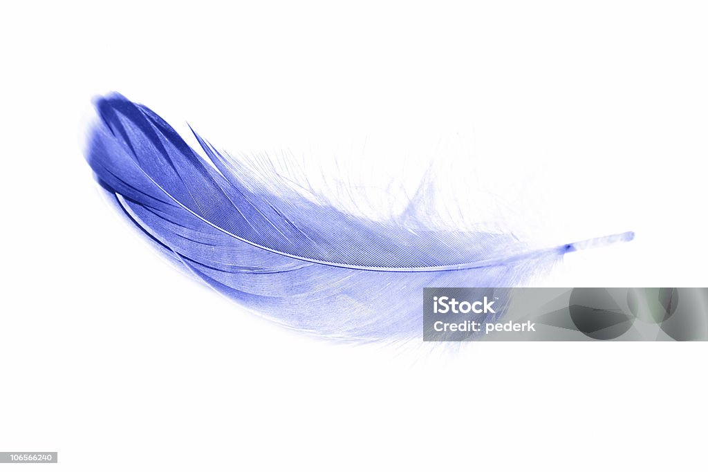 Niebieski feather - Zbiór zdjęć royalty-free (Bez ludzi)