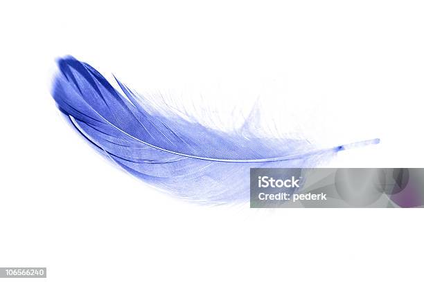 Niebieski Feather - zdjęcia stockowe i więcej obrazów Bez ludzi - Bez ludzi, Białe tło, Biały
