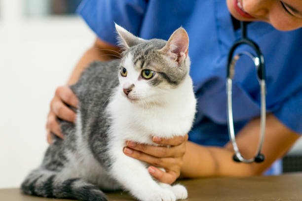 istock Cat at the vet 1065663658