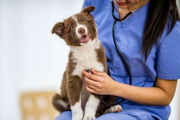 istock Adorable dog at the vet 1065663664