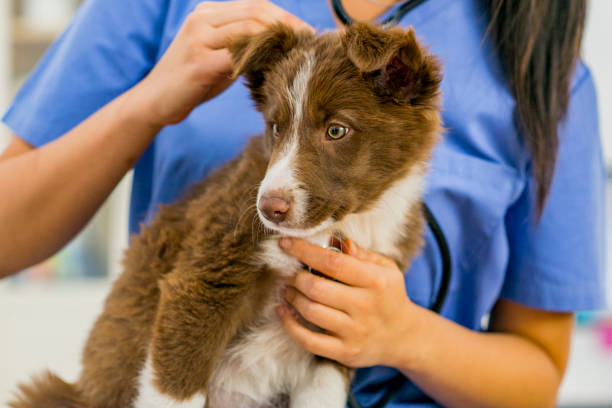 istock Sweet puppy getting a checkup 1065663668