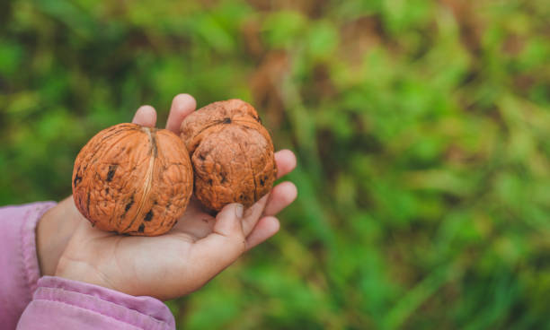 istock The girl holds walnuts in his hands 1065664760