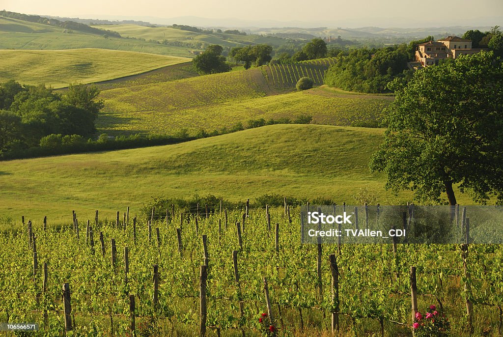Montalcino Vintage  Agriculture Stock Photo