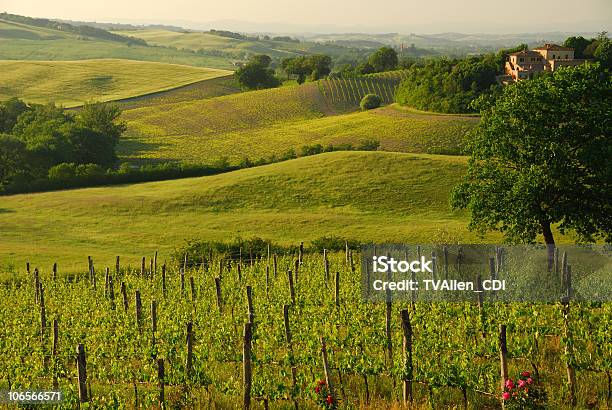 Montalcino Vintage Stock Photo - Download Image Now - Agriculture, Color Image, Dirt