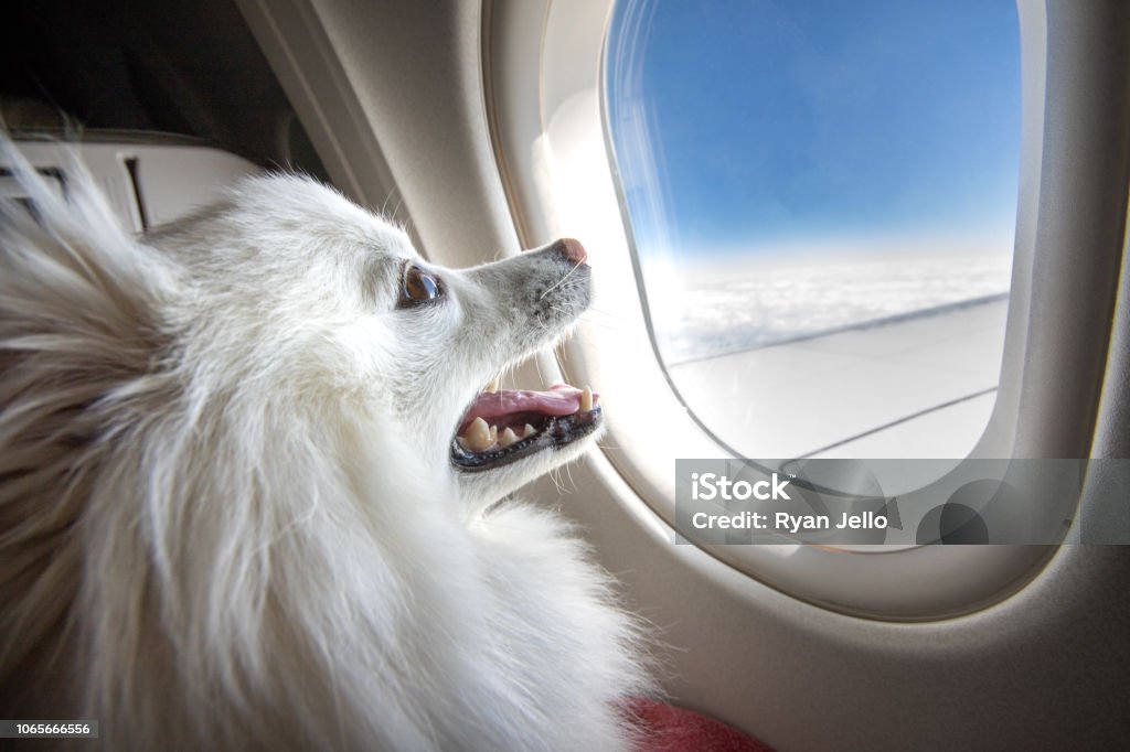 Hund im Flugzeug - Lizenzfrei Hund Stock-Foto