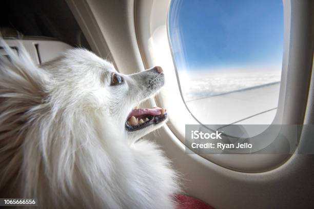 Hund Im Flugzeug Stockfoto und mehr Bilder von Hund - Hund, Flugzeug, Haustier