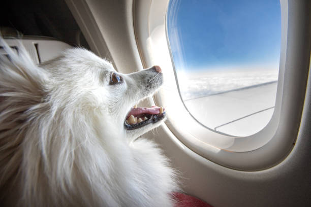 cane su un aereo - cane aereo foto e immagini stock
