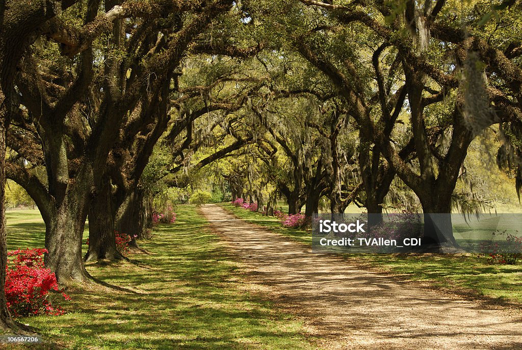 Patriótica americana - Foto de stock de Aire libre libre de derechos