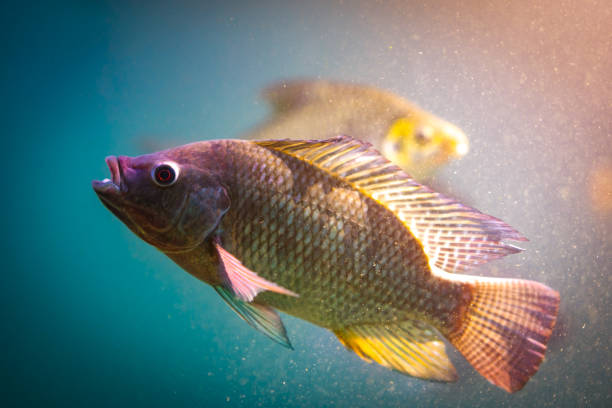 istock Fish in underwater of river 1065673672
