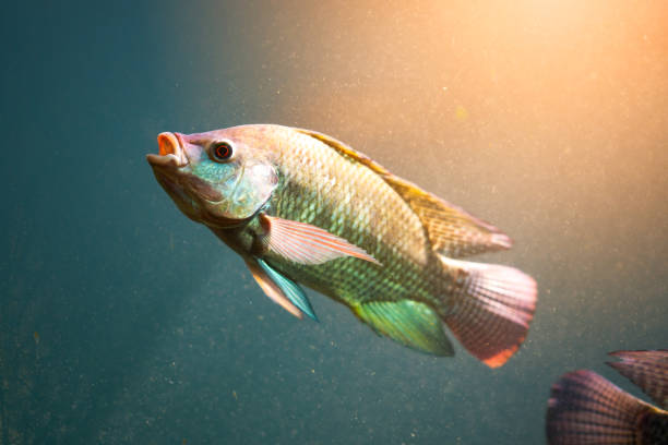 fische im wasser des flusses - tilapia stock-fotos und bilder