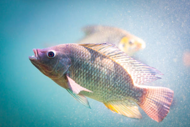 istock Fish in underwater of river 1065673678