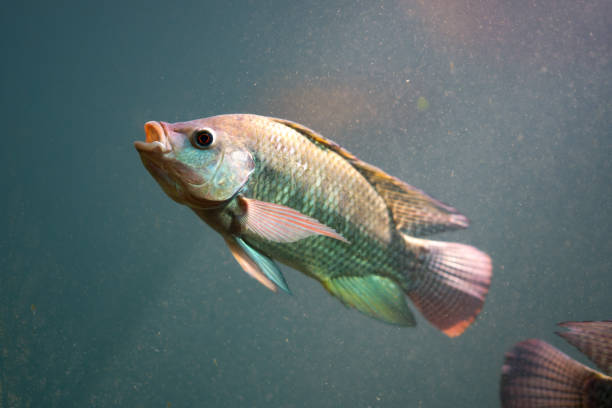 istock Fish in underwater of river 1065673714