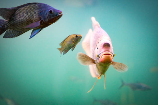 Fish in underwater of river