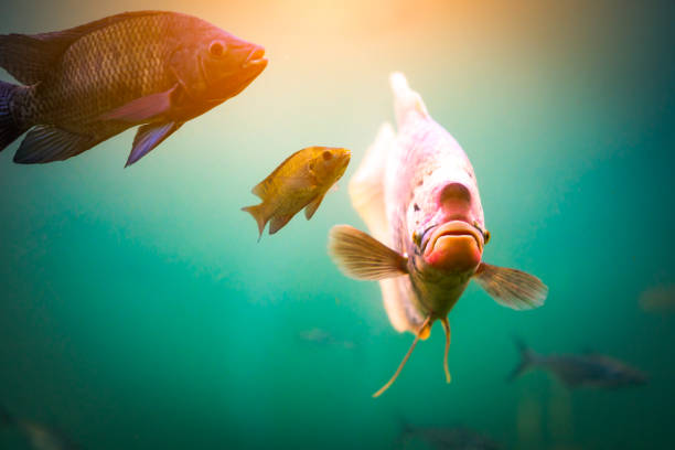 Fish in underwater of river