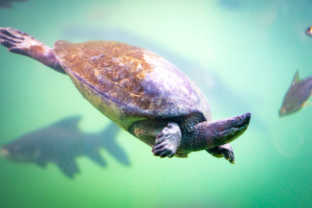 istock Turtle and fish swimming underwater of pond 1065673844