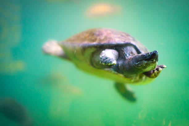 Turtle and fish swimming underwater of pond