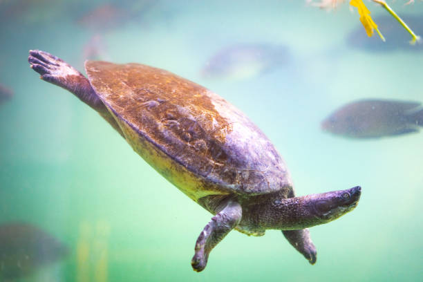 istock Turtle and fish swimming underwater of pond 1065673904