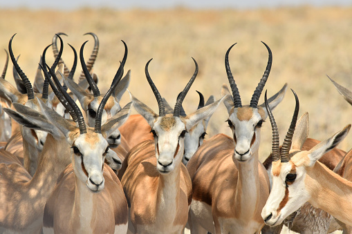 Portrait of a Springbok in the Etosha Park Namibia