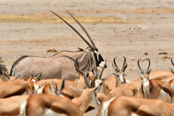 Orix Springbok 660+ Springbok And Oryx Namibia Stock Photos, Pictures & Royalty-Free ...
