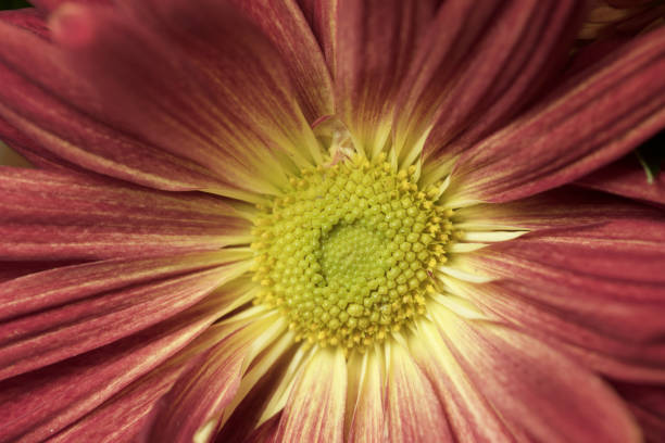 extreme nahaufnahme einer einzigen rote chrysantheme blume mit gelbem auge - chrysanthemum macro close up single object stock-fotos und bilder
