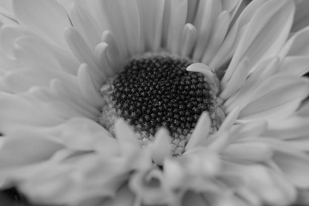 extreme nahaufnahme einer einzigen weiße chrysantheme blume mit einem dunklen auge - chrysanthemum macro close up single object stock-fotos und bilder
